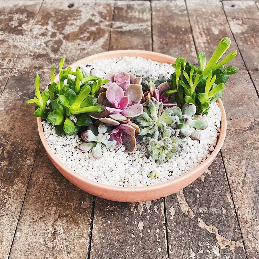 Mini jardín Bowl